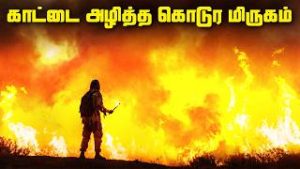 காட்டை-எரித்த-கொடூர-மிருகம்-Wildfires