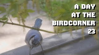 A-Day-at-the-BIRDCORNER-pt.-23