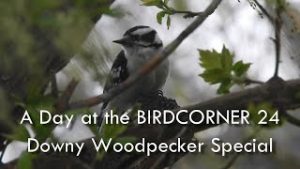 A-Day-at-the-BIRDCORNER-pt.-24-Downy-Woodpecker-Special